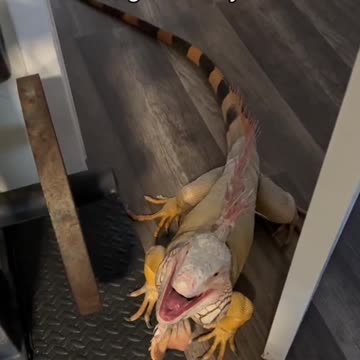 Lizard Happy to hang out