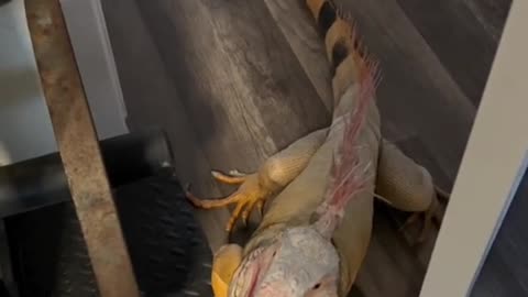 Lizard Happy to hang out