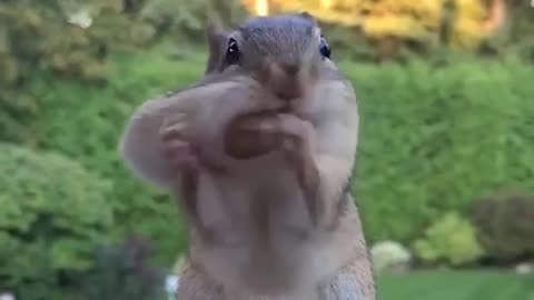 gluttonous squirrel