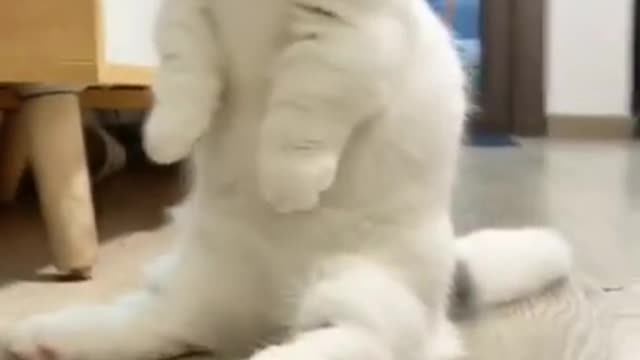 Cute cat videos