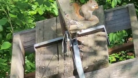 Squirrel Catapult