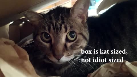 cat in the box