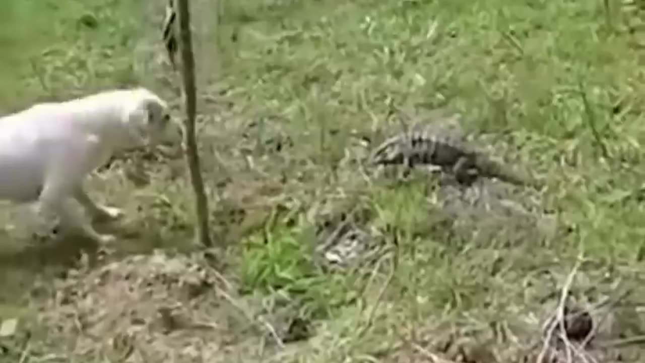 cats are so funny