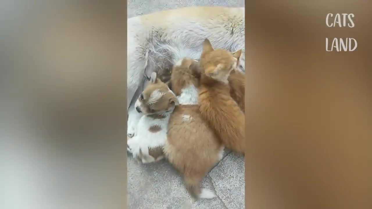 OMG So Cute Cats ♥ Best Funny Cat Videos 2021
