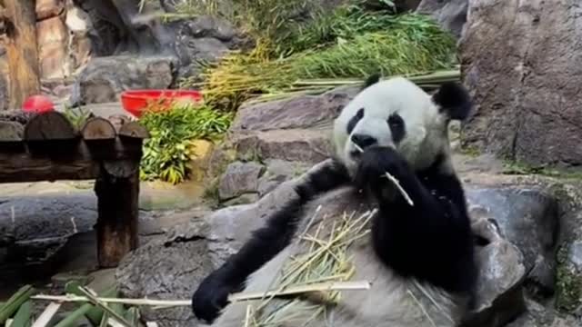 The lovely giant panda come and have a look