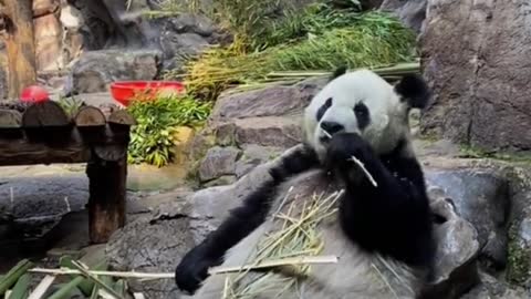 The lovely giant panda come and have a look