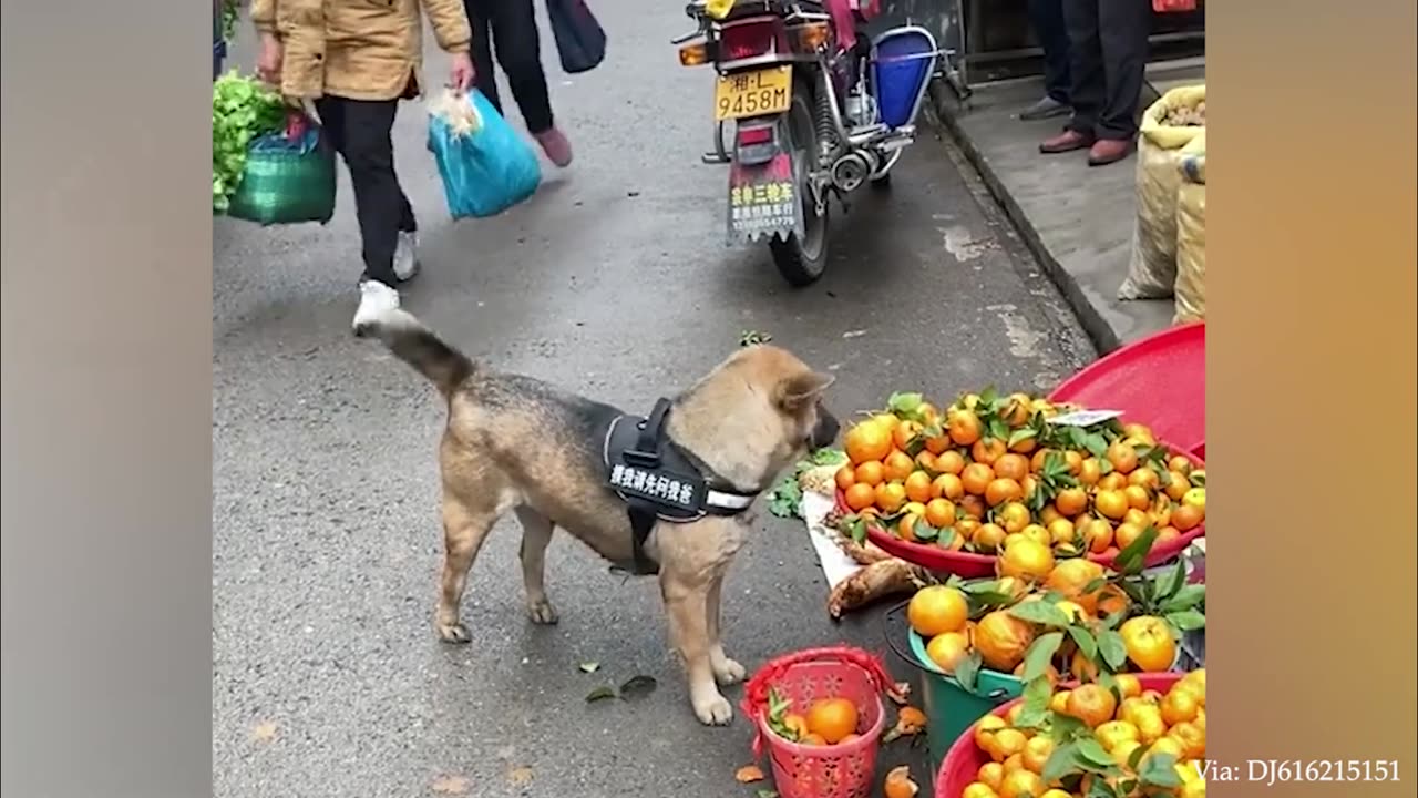 30 Times Animals Behaved BetterThan Humans