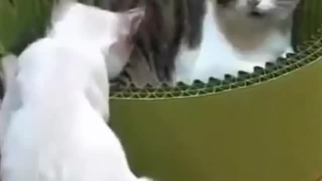cool cats