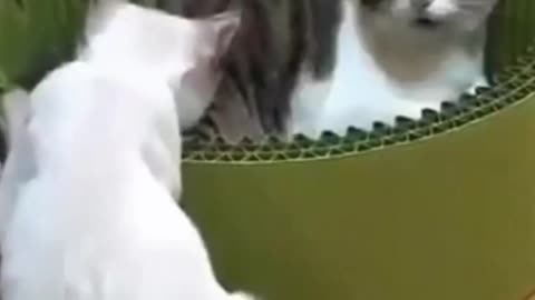 cool cats
