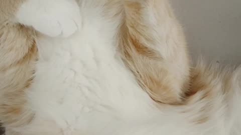 Cute cat sleeping