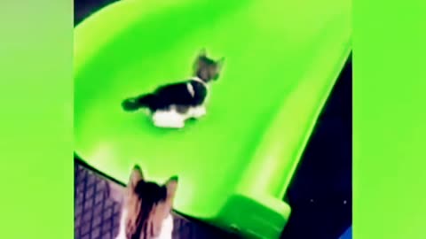Funniest Animals 2023Funny Dogs and CatsVideos,animals new video,dog funny video,