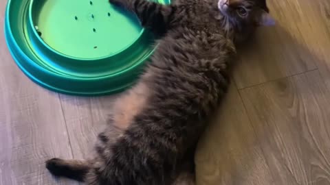 Huggy Wuggy Cat body fuzzy and cuddly #cat videos #cute #funny #cat