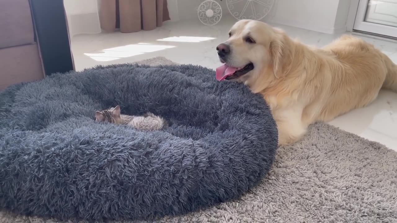 Golden retriever shocked by a kitten occupying his bed