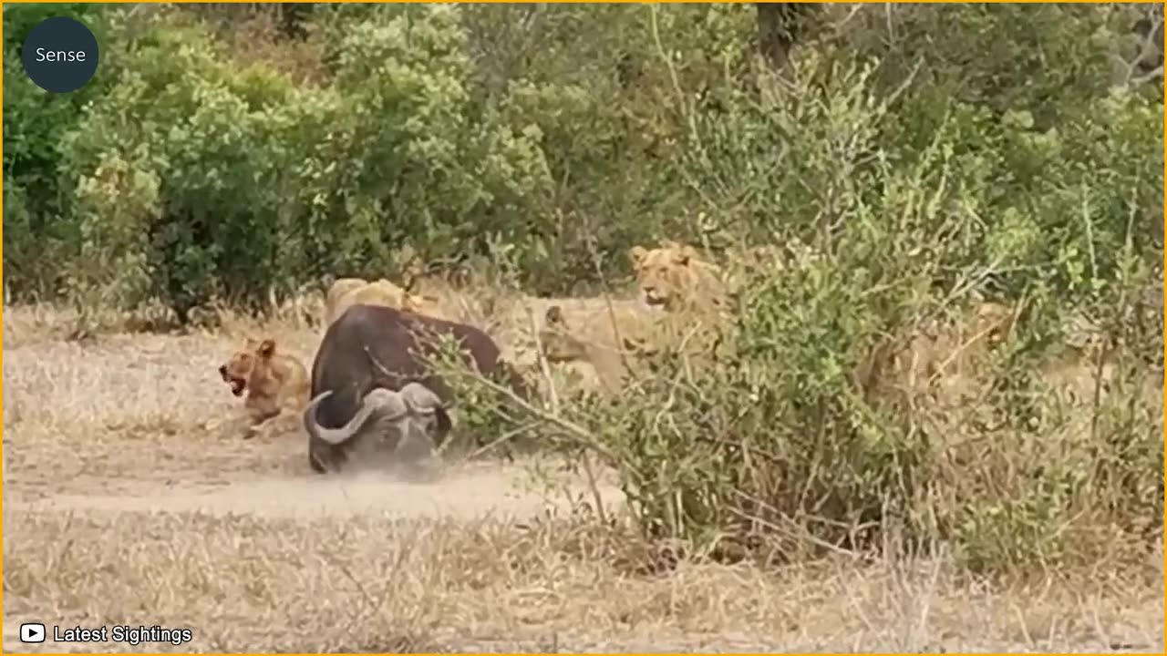 15 Tragics Moments Buffalo Injured By Animal Fight _ Wild Animals