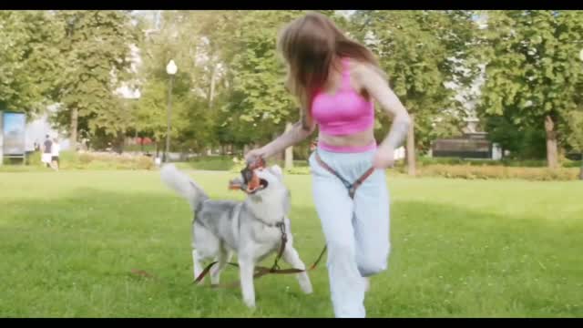 Dog training video very helpful dog video funny dog video dog home