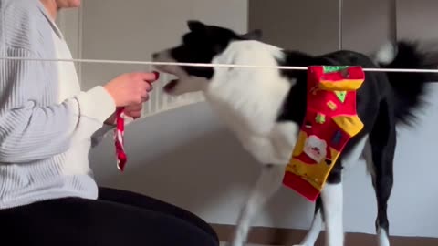 Border Collie Hangs Christmas Socks on Clothesline