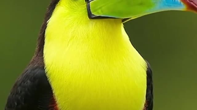 Keel-billed Toucan