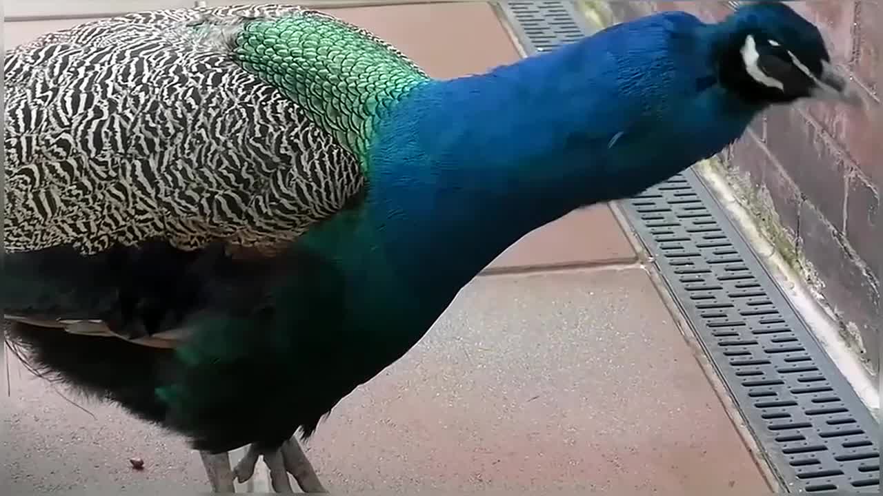 Peacock Dance Display