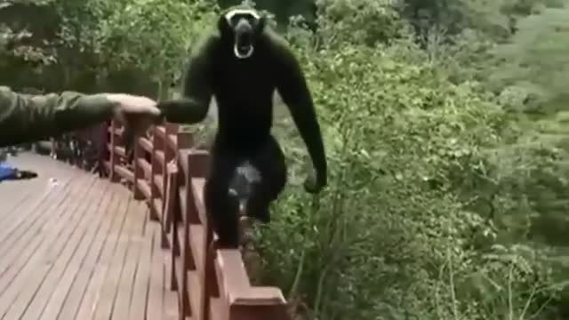 Monkey funny talk