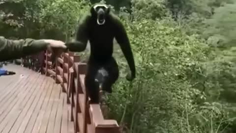 Monkey funny talk