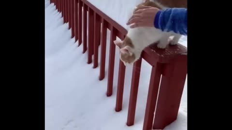 Kitty first snow.#cat#cutecat