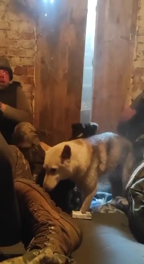 Doggies run away from russian artillery and hide in the basement along with Ukrainian defenders