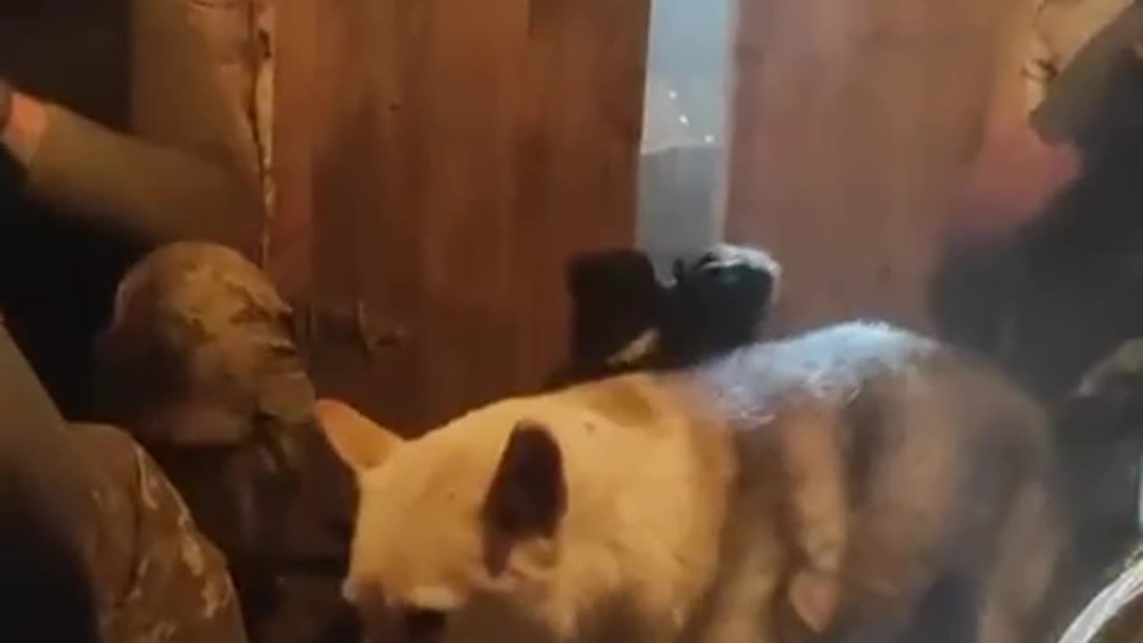 Doggies run away from russian artillery and hide in the basement along with Ukrainian defenders