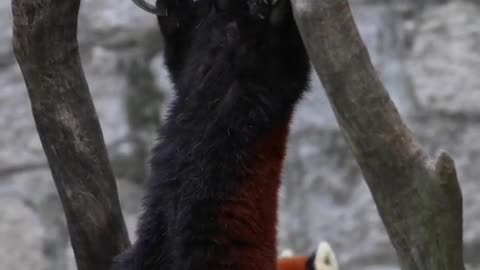 The red panda