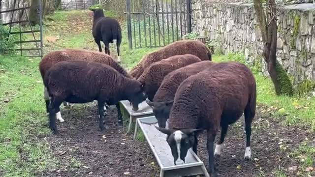 Orchard flock weren’t ready for me at the gate for feeding