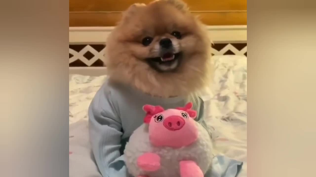 😘👉❤💞Funny dogs video ☺❤💞