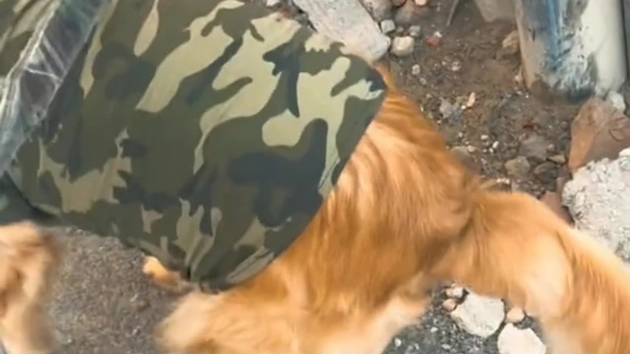 How the dog he does // how to train perfect dog /animal lover