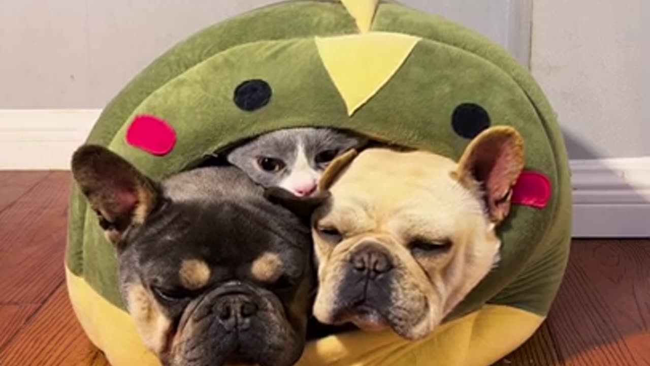 Funny dogs
