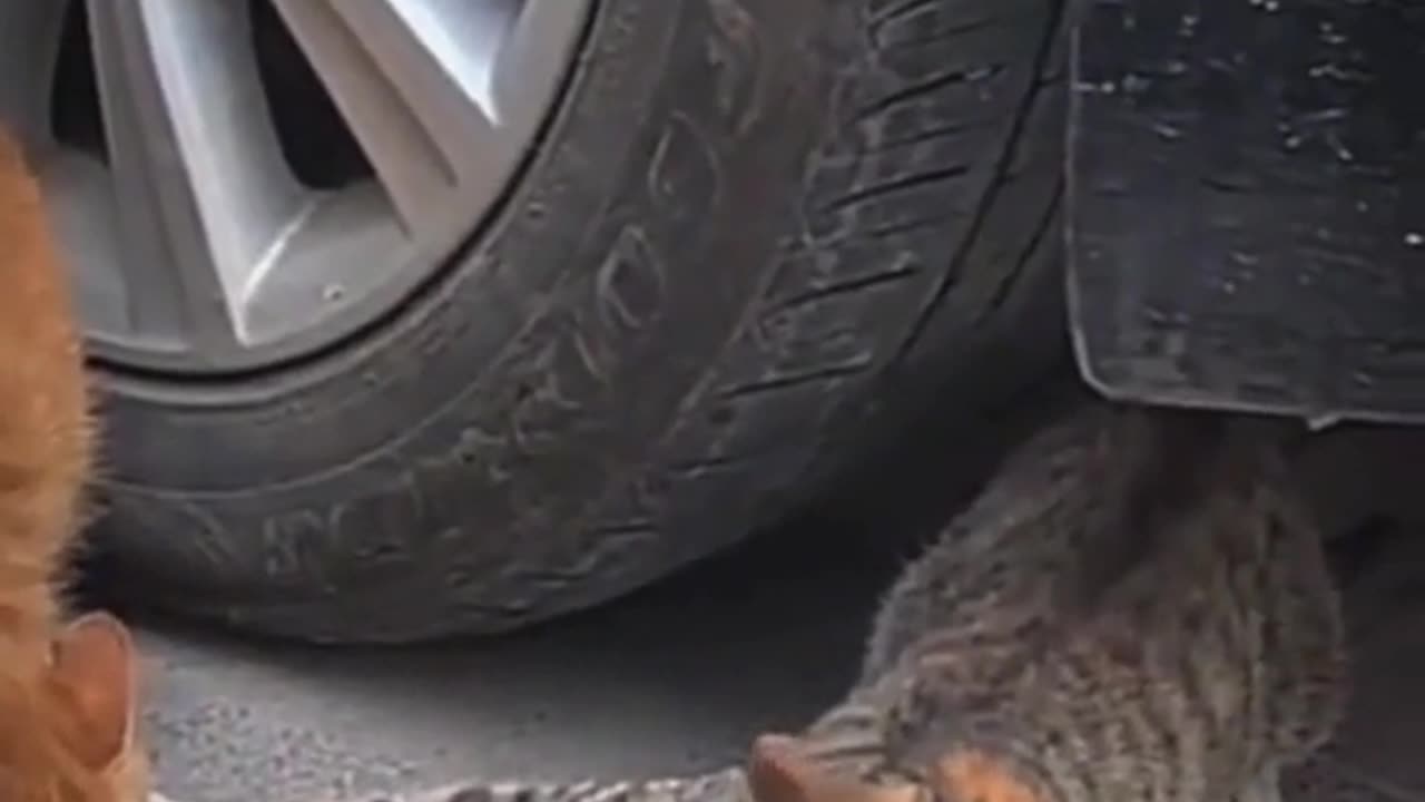 animals video