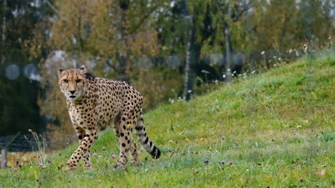 Cheetah in forest