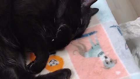 Clean cat