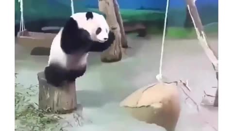 the timing of a panda