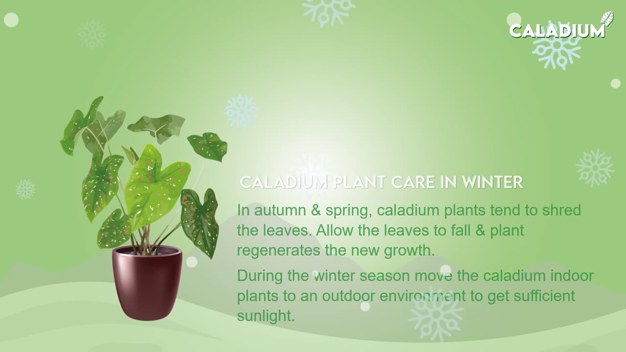 Caladium