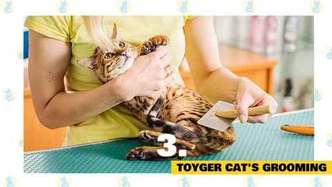 Toyger Cats 101 : Fun Facts & Myths