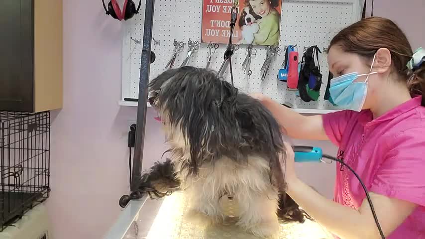 Cute Dog Transformation Very Matted Dog