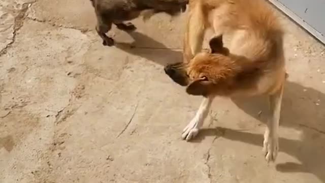 Cat attack on Dog 🐕