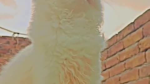 Funny cat video meawoww