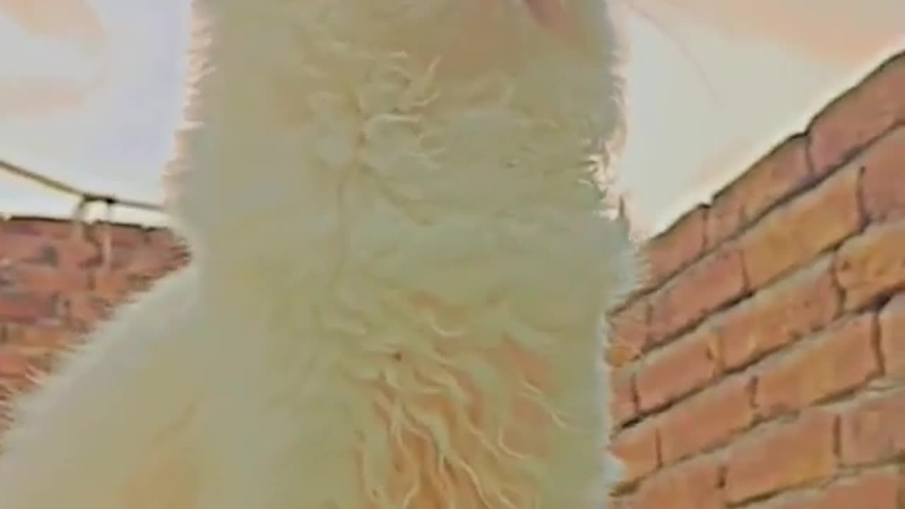 Funny cat video meawoww