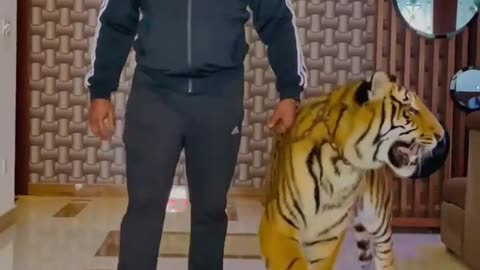 Cheetah 🐆 👌 👏