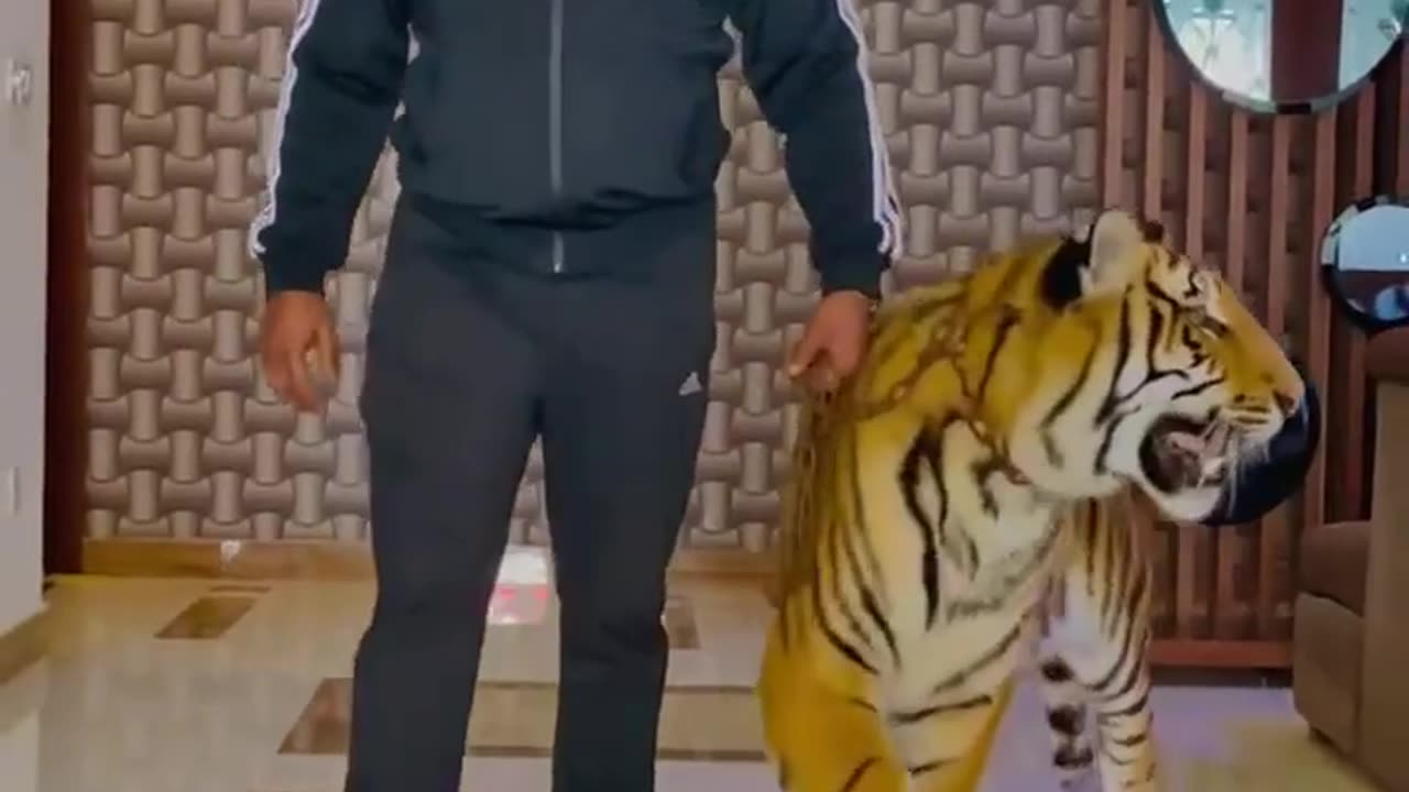 Cheetah 🐆 👌 👏