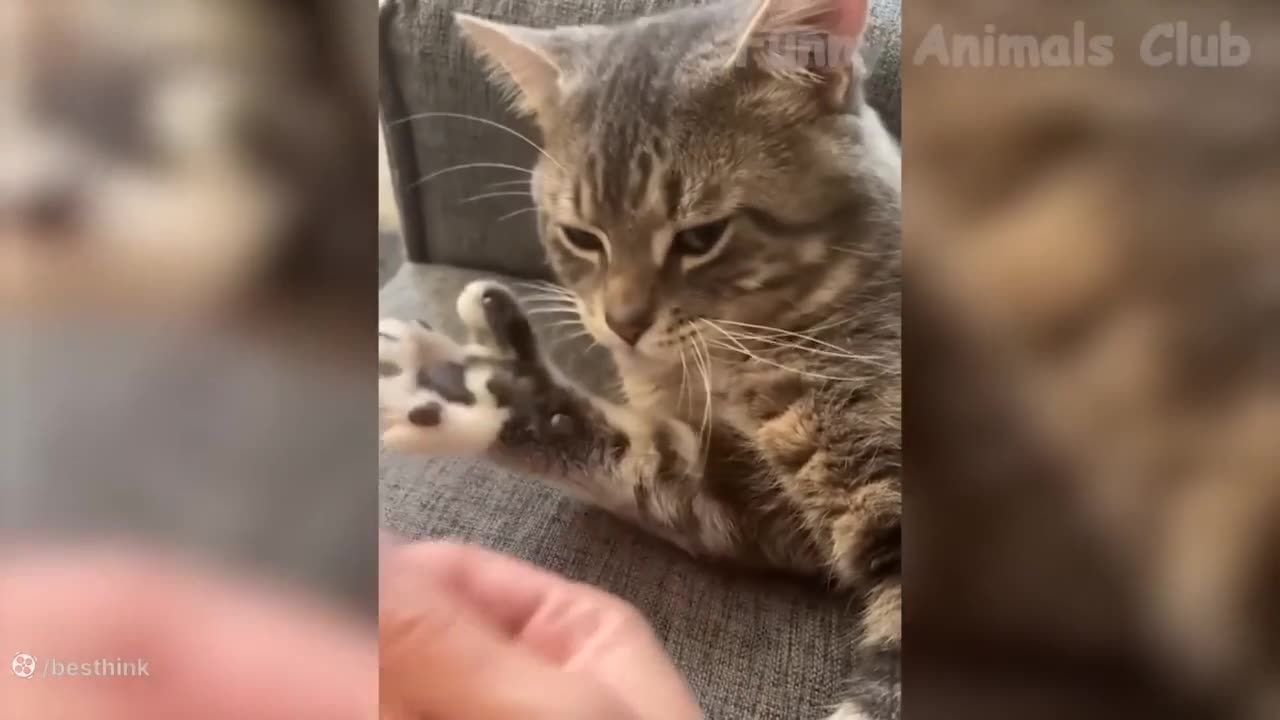 Funny animals part 3