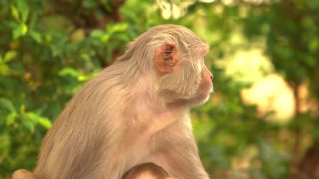 mother & Baby Monkey