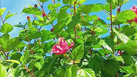 Beautiful red flowers