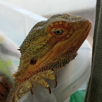 Funny Bearded Dragons Waking Up 😄