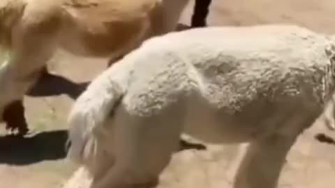 Funny animal videos 🤣🤣🤣😅