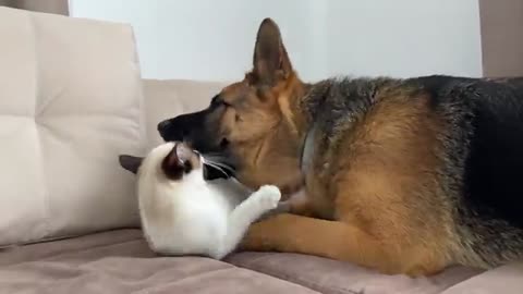 What a German Shepherd thinks a friendship with a Kitten should look like!